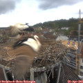 17_05-nest.jpg