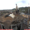 17_10-nest.jpg