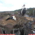 17_15-nest.jpg