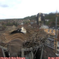 17_20-nest.jpg