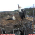 17_25-nest.jpg