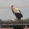 17_30-mast.jpg