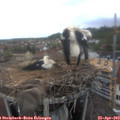 17_30-nest.jpg