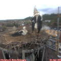 17_35-nest.jpg