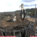 17_40-nest.jpg