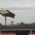 17_45-mast.jpg