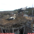 17_45-nest.jpg