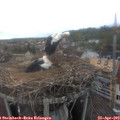 17_50-nest.jpg