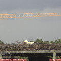17_55-mast.jpg