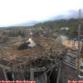 17_55-nest.jpg