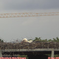 18_00-mast.jpg