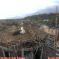 18_00-nest.jpg
