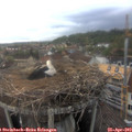 18_05-nest.jpg