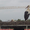 18_10-mast.jpg