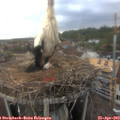 18_10-nest.jpg
