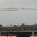 18_15-mast.jpg