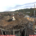 18_15-nest.jpg