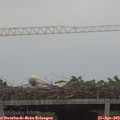 18_20-mast.jpg