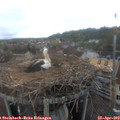 18_20-nest.jpg