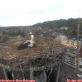 18_25-nest.jpg