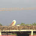 18_30-mast.jpg