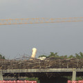 18_35-mast.jpg