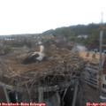 18_35-nest.jpg