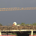 18_40-mast.jpg