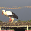 18_45-mast.jpg