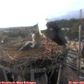 18_45-nest.jpg