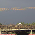 18_50-mast.jpg