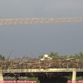 18_55-mast.jpg