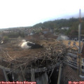 18_55-nest.jpg