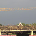 19_00-mast.jpg