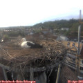 19_00-nest.jpg