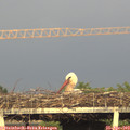 19_05-mast.jpg