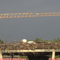 19_10-mast.jpg