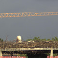 19_15-mast.jpg