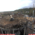 19_15-nest.jpg