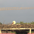 19_20-mast.jpg