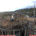19_20-nest.jpg