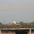 19_25-mast.jpg