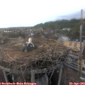 19_25-nest.jpg