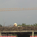 19_30-mast.jpg