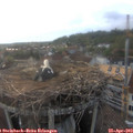19_30-nest.jpg