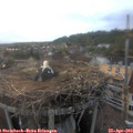 19_35-nest.jpg