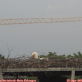 19_40-mast.jpg