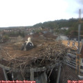 19_40-nest.jpg