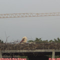 19_45-mast.jpg