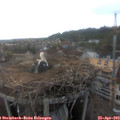 19_45-nest.jpg